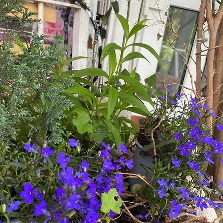 Maximum 4 Szemely Szamara! Apartmán Budaörs