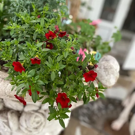 Apartmán Maximum 4 Szemely Szamara! *